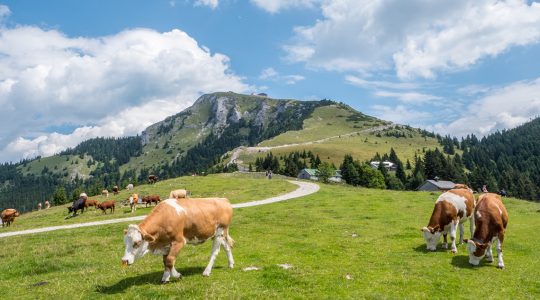Kühe, Gras und Alpen für die Feinkäserei Woerle